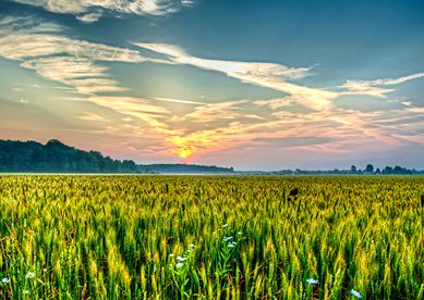 Field of wheat at dawn